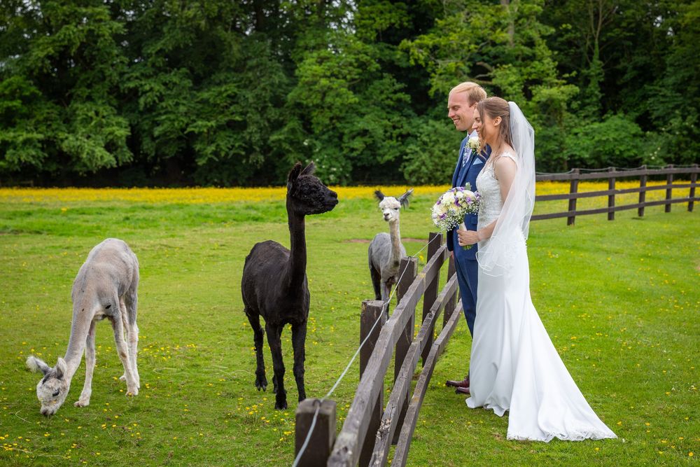Bride and groom watch alpacas grazing in green meadow over rustic wooden fence at countryside wedding.