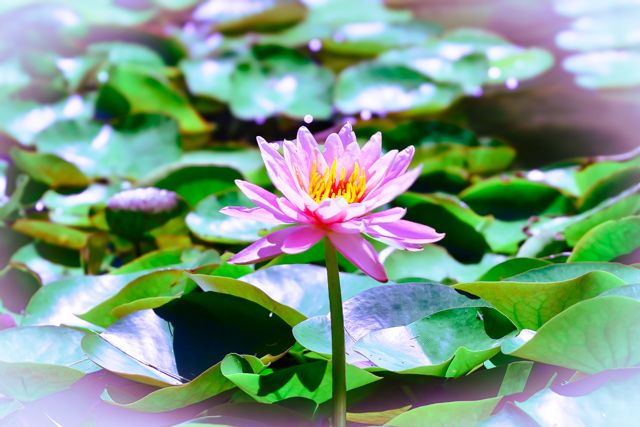 Pink water lilies floating on pond with green lily pads in soft focus.