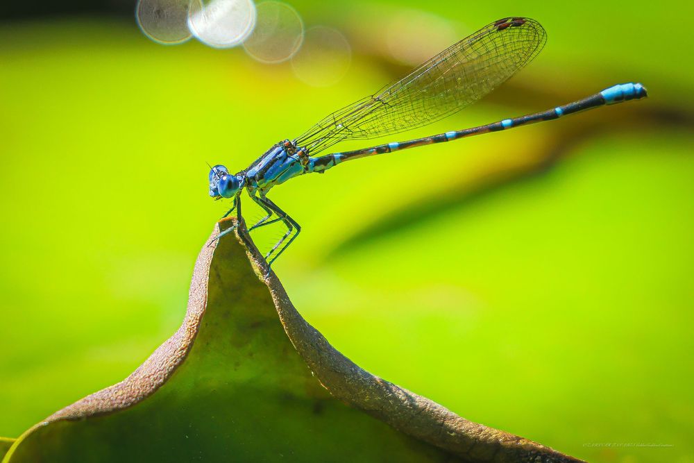 Blue damselfly perched on green leaves in macro photography.