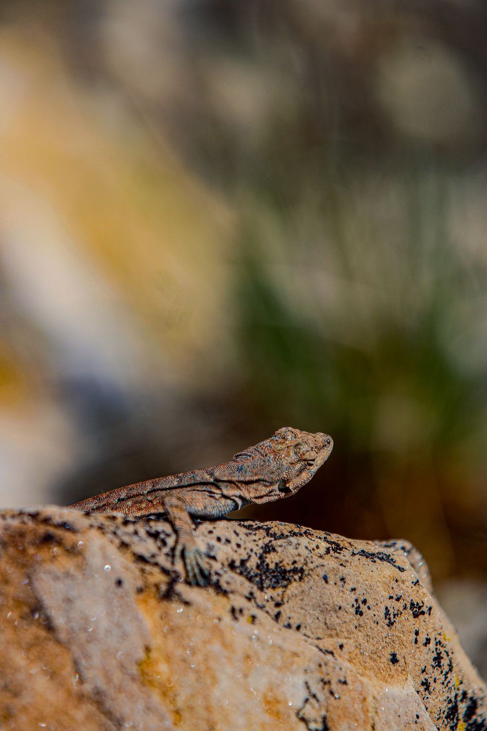 Textured brown lizard resting on rough stone surface in close-up view.