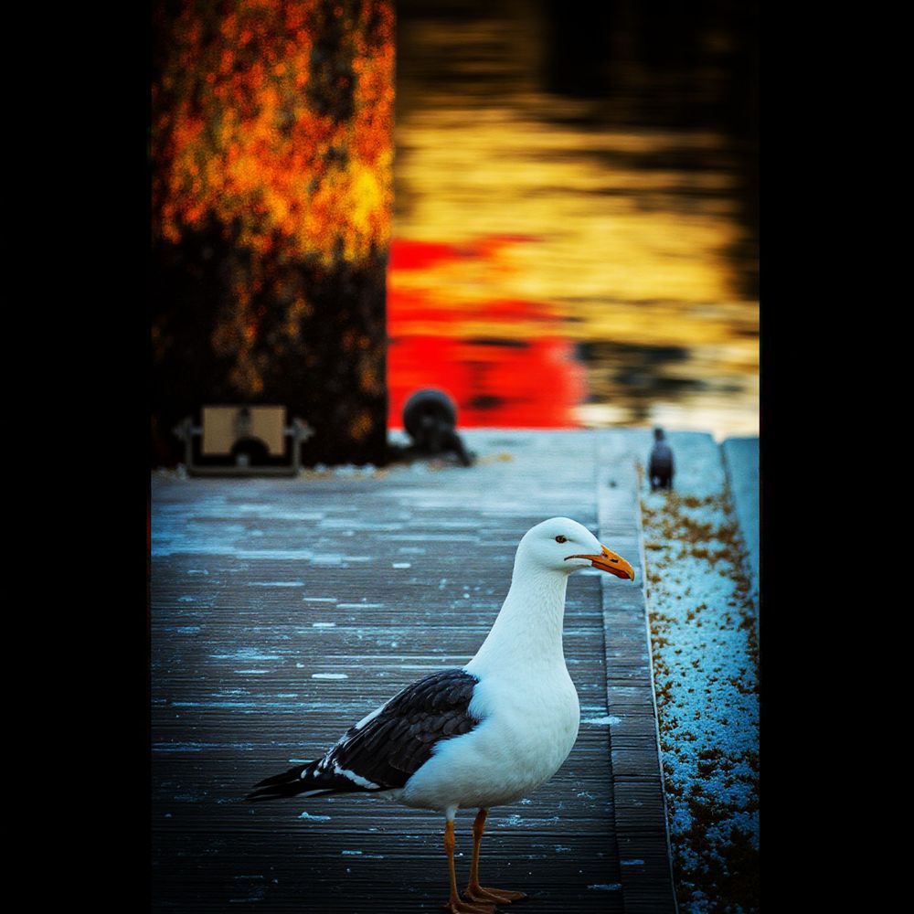 Seagull perched on a wooden dock during sunset with vibrant orange sky reflections.
