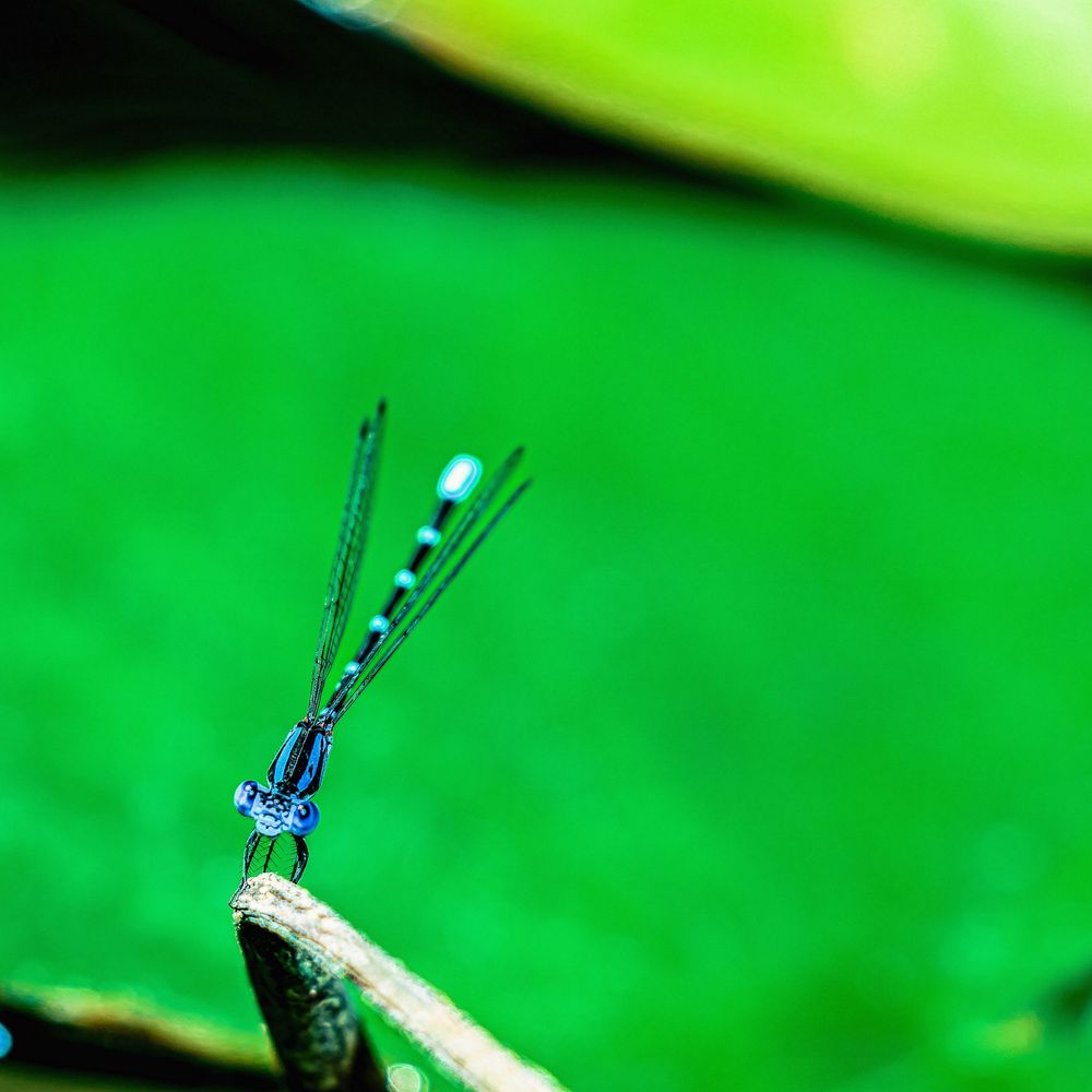 Close-up of a blue damselfly perched on a leaf edge against vibrant green background.