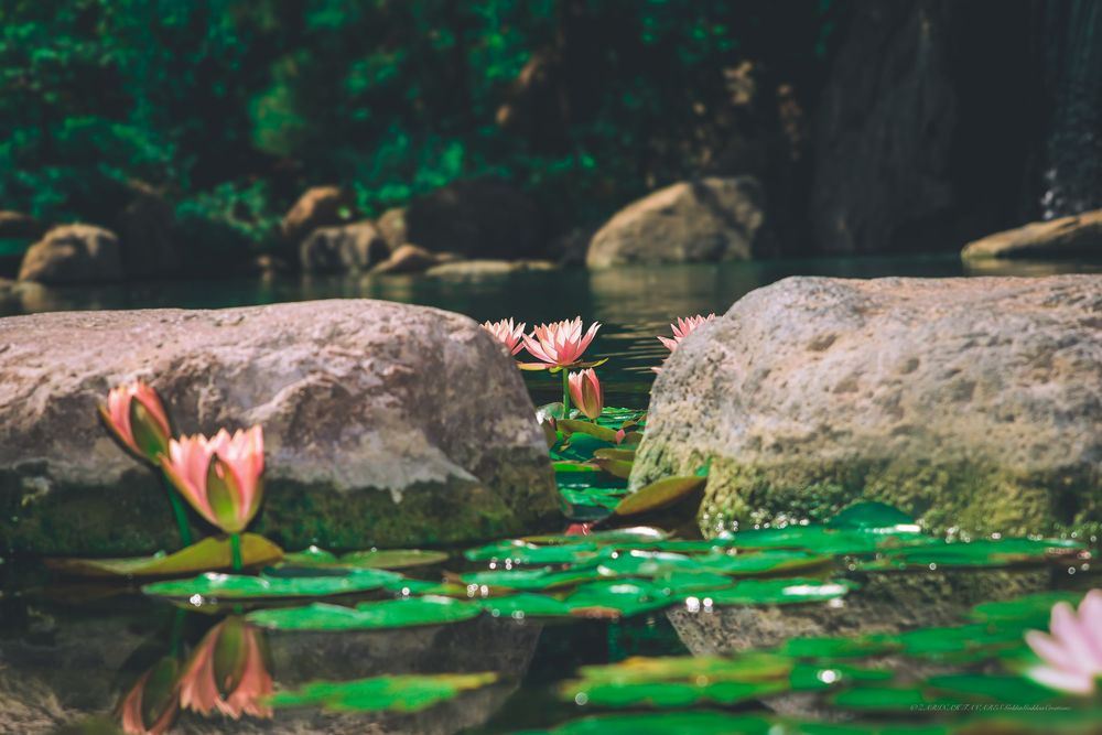 Pink water lilies floating on a pond surface with rocks and reflections in dark water.