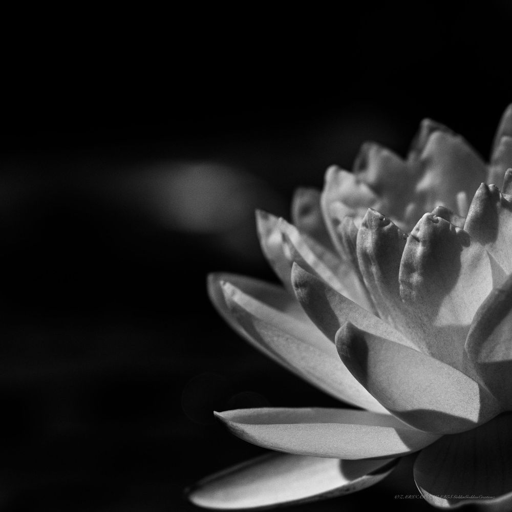 White water lily petals in black and white photography showing delicate details.