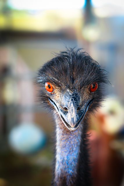 Intense close-up portraits of an emu with striking orange eyes and dark feathers.