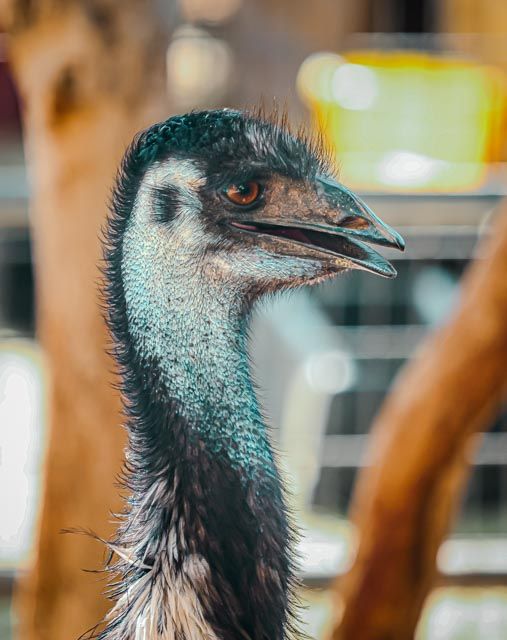 Close-up profile shots of an emu's head and neck showing its distinctive blue-gray feathers.