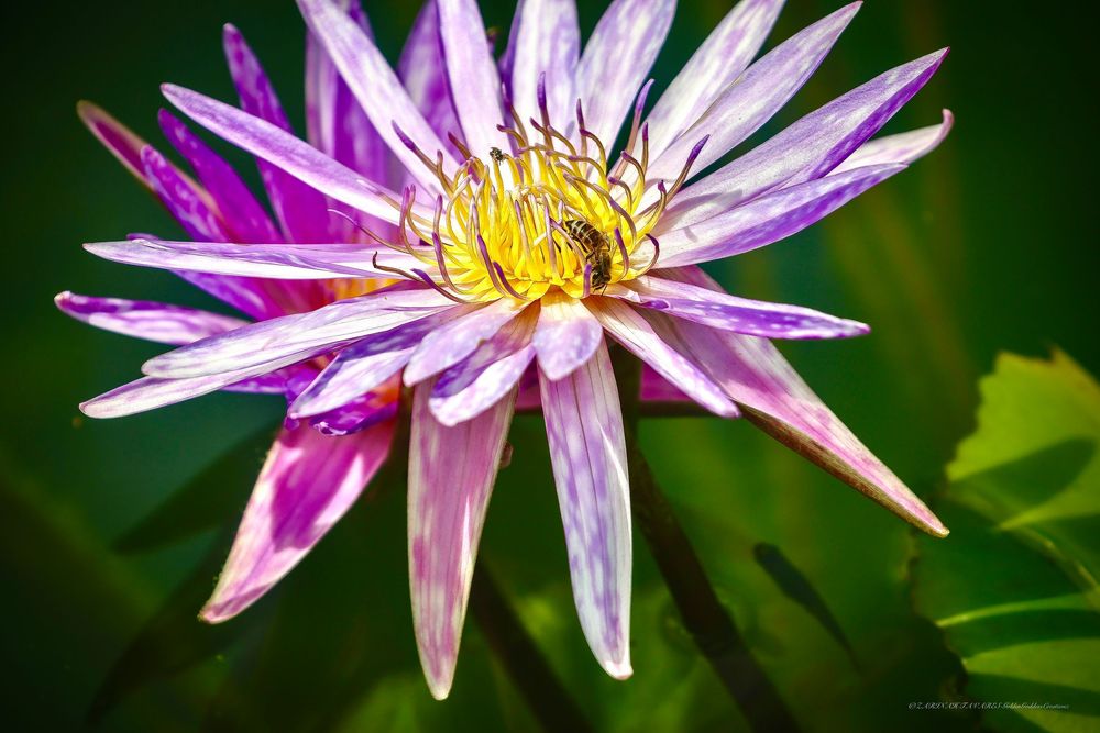 Pink and purple daisy flower petals unfurling in sequence against dark background.