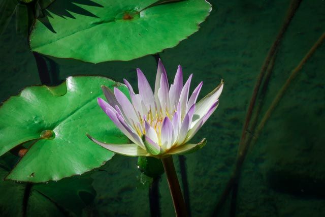 Pink water lily floating among green lily pads in dark pond water.