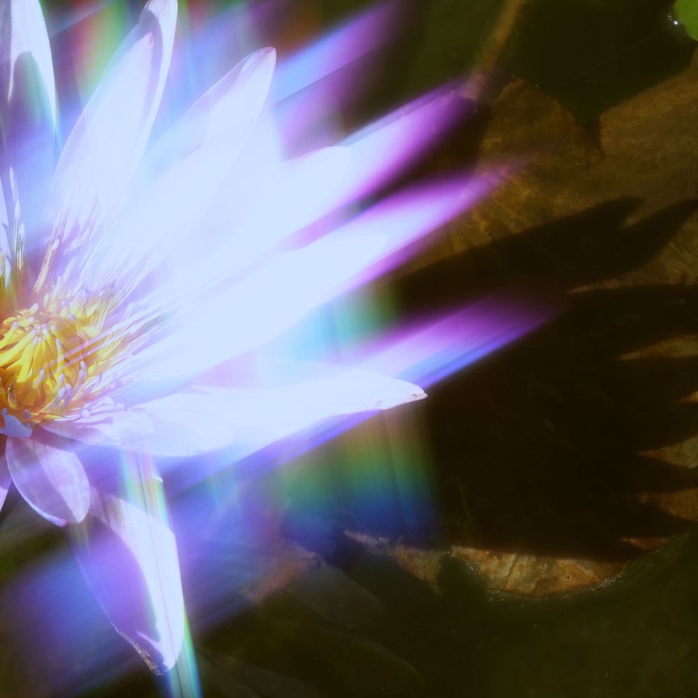 Purple water lily with ethereal light effects creating rainbow reflections.
