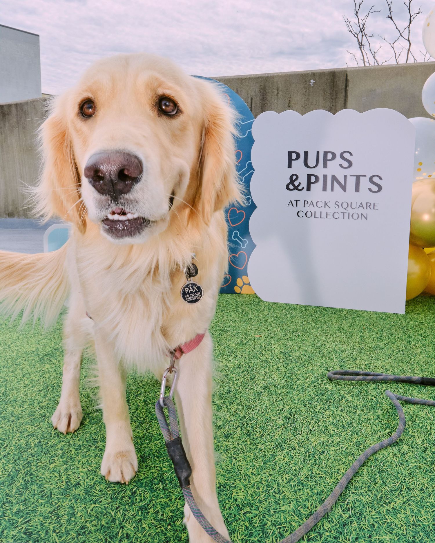 A fluffy white dog poses with people next to a festive orange and yellow balloon arch display on a grassy area.