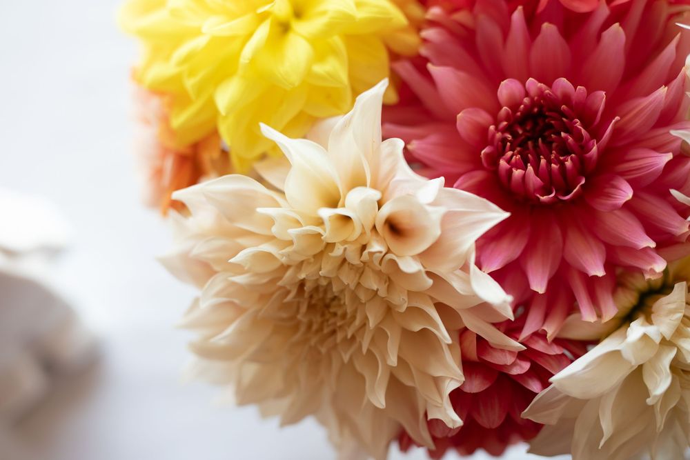A vibrant arrangement of yellow, red, and white dahlia flowers in full bloom against a light background.