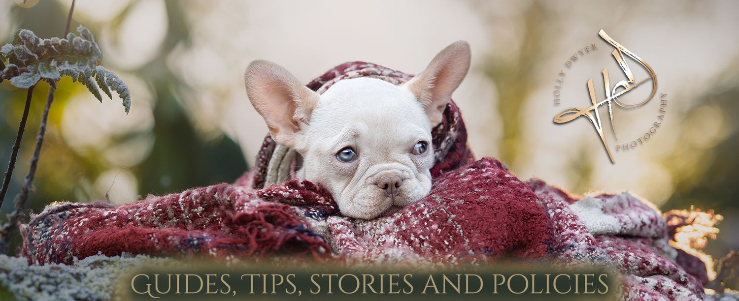 French bullldog puppy in the snow, winter scarf dog photography bramhall
