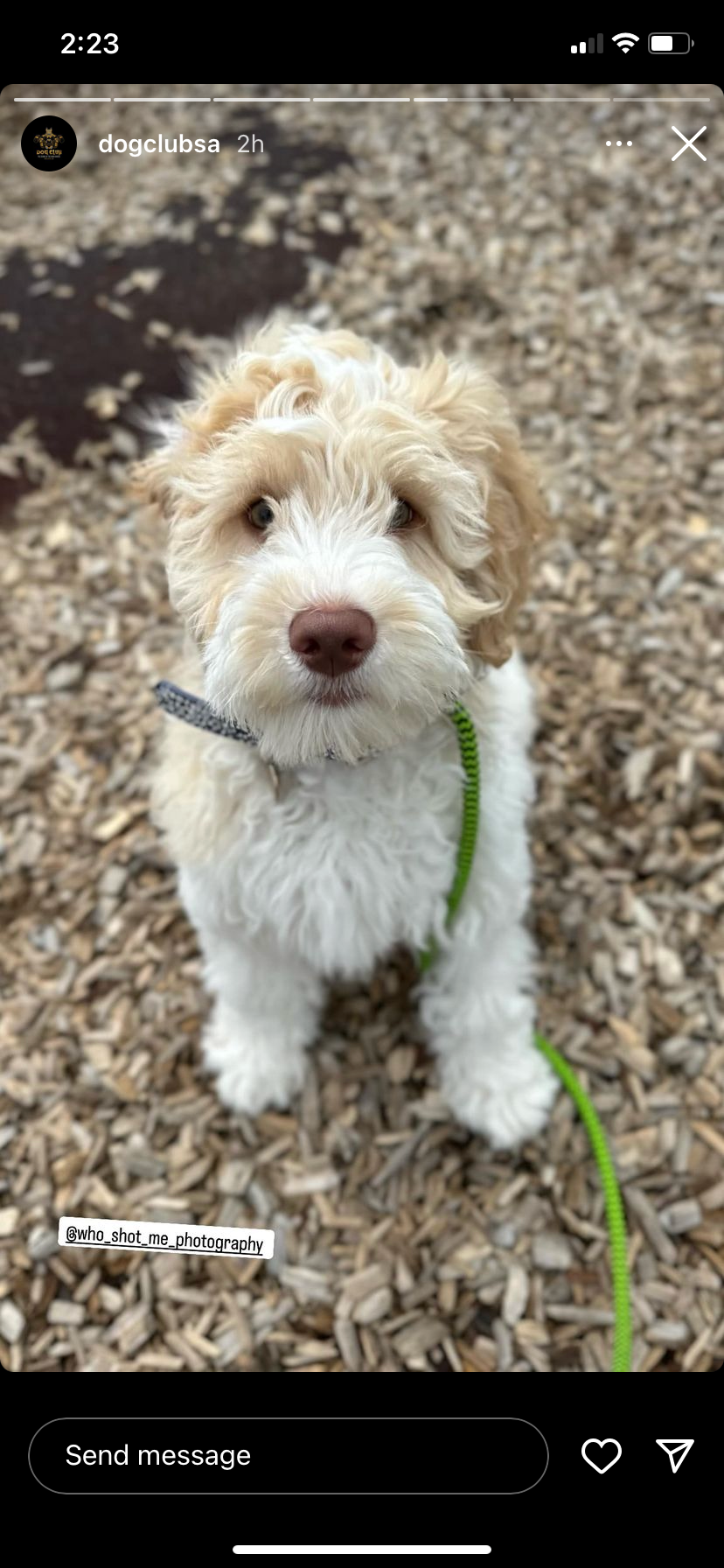Adorable fluffy white and tan mixed breed puppy with a green leash looking up at the camera.