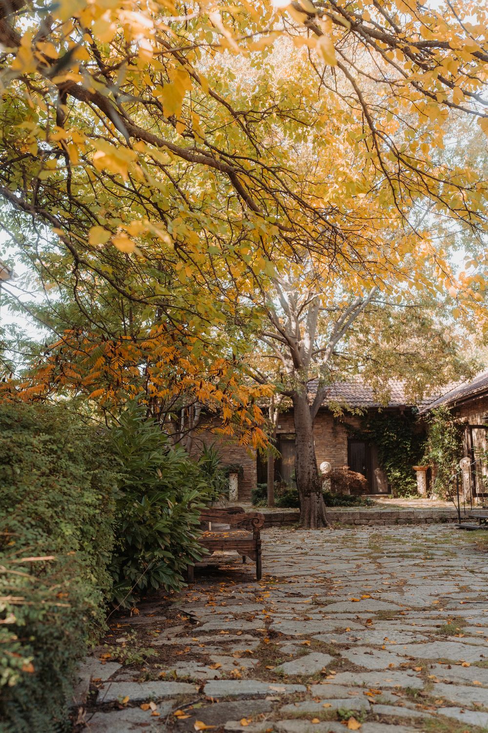 Stone pathway leads through autumn trees with golden leaves to rustic wooden cabin in peaceful forest setting.