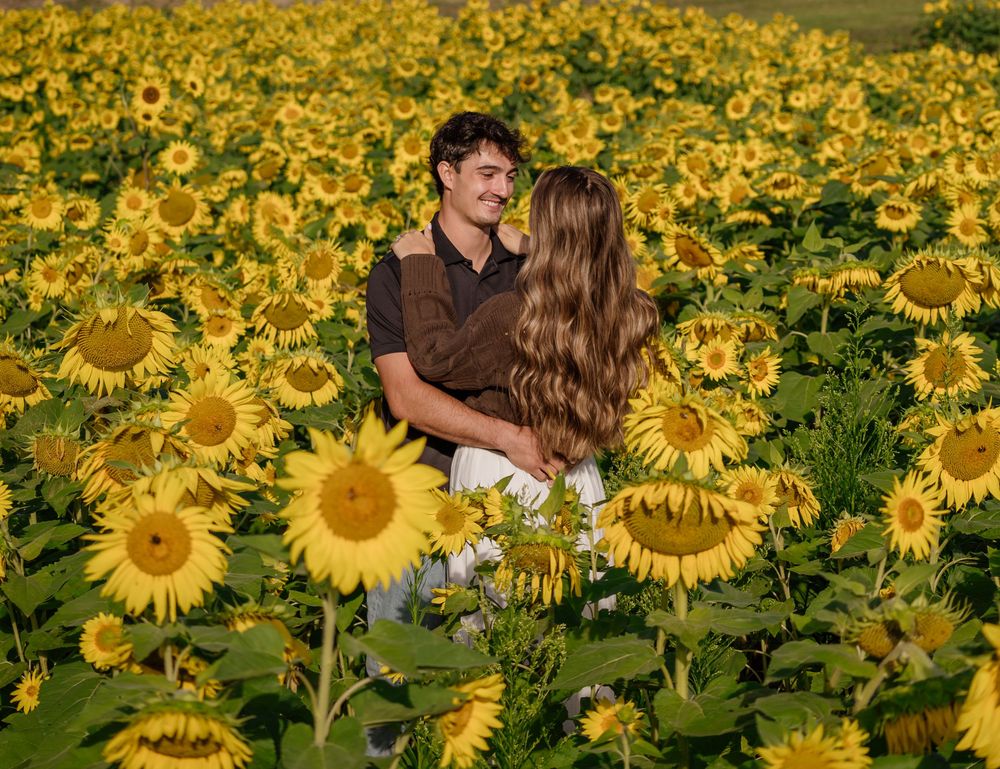 Couple shares intimate moment in vibrant yellow sunflower field during golden hour.