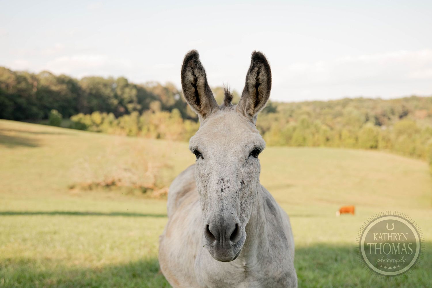 A gray donkey stands in a lush green pasture with brown horses grazing in the background on a sunny day.