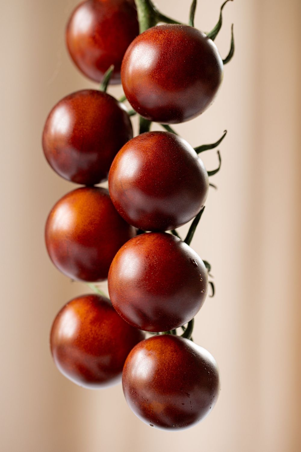 Fresh dark red-brown cherry tomatoes on vine, glistening with water droplets on neutral background.