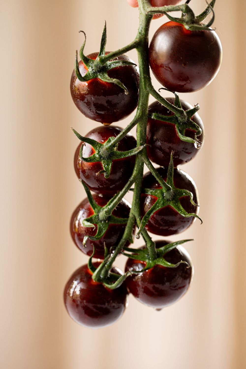 A cluster of dark burgundy cherry tomatoes on the vine, glistening with water droplets against a soft beige background.