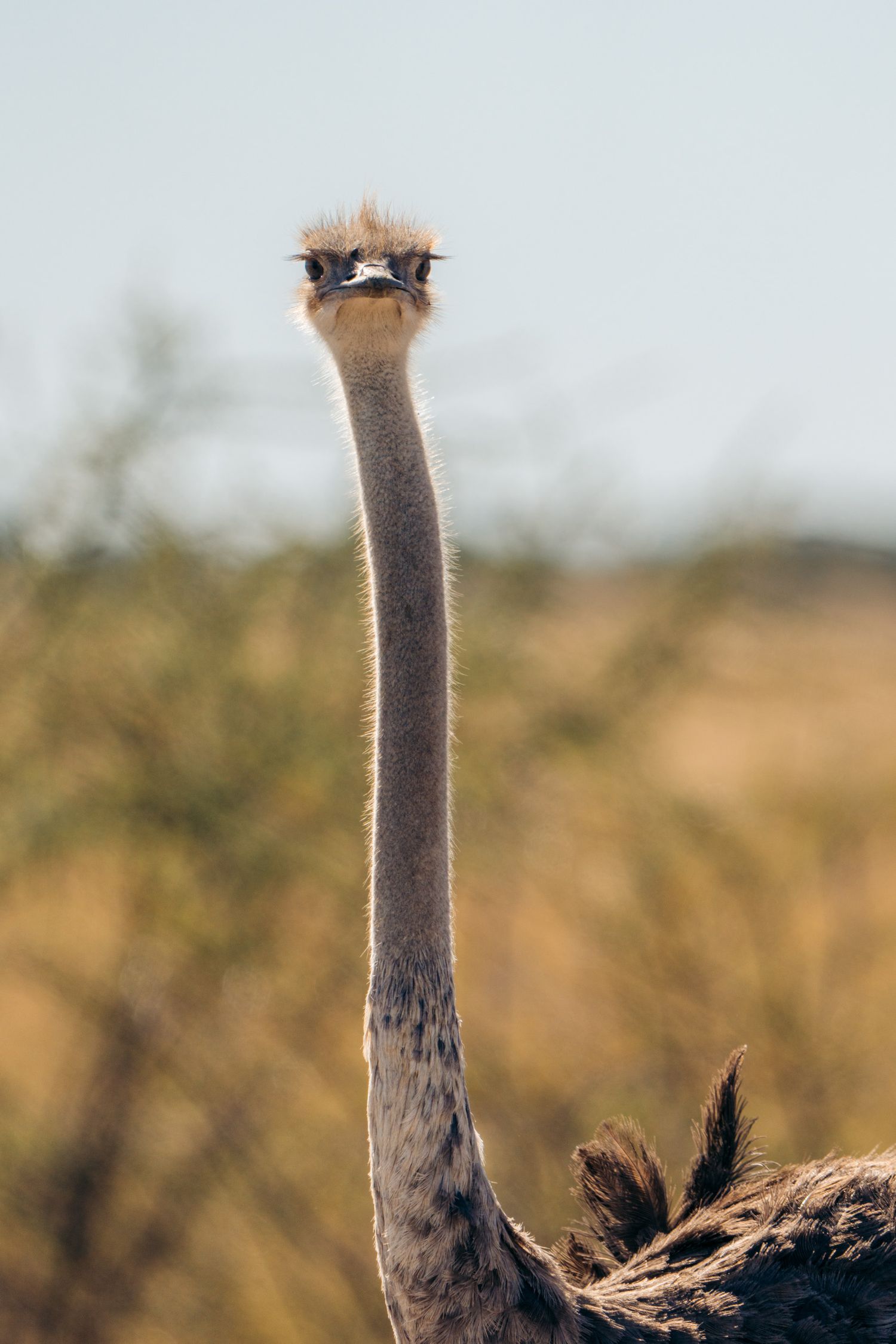 portrait d'une autruche à etosha