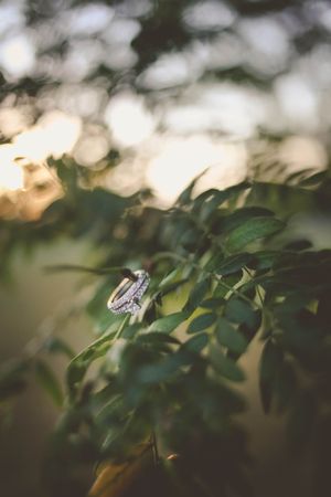 Diamond wedding rings resting on green leaves with golden bokeh background.