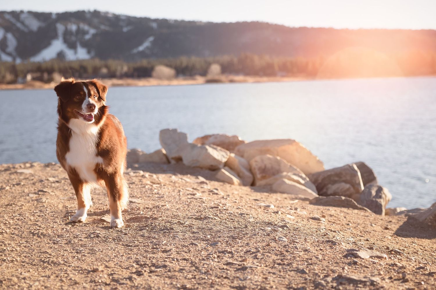Australian Shepherd dog standing on rocky shore by a lake at golden sunset with snow-capped mountains in background.