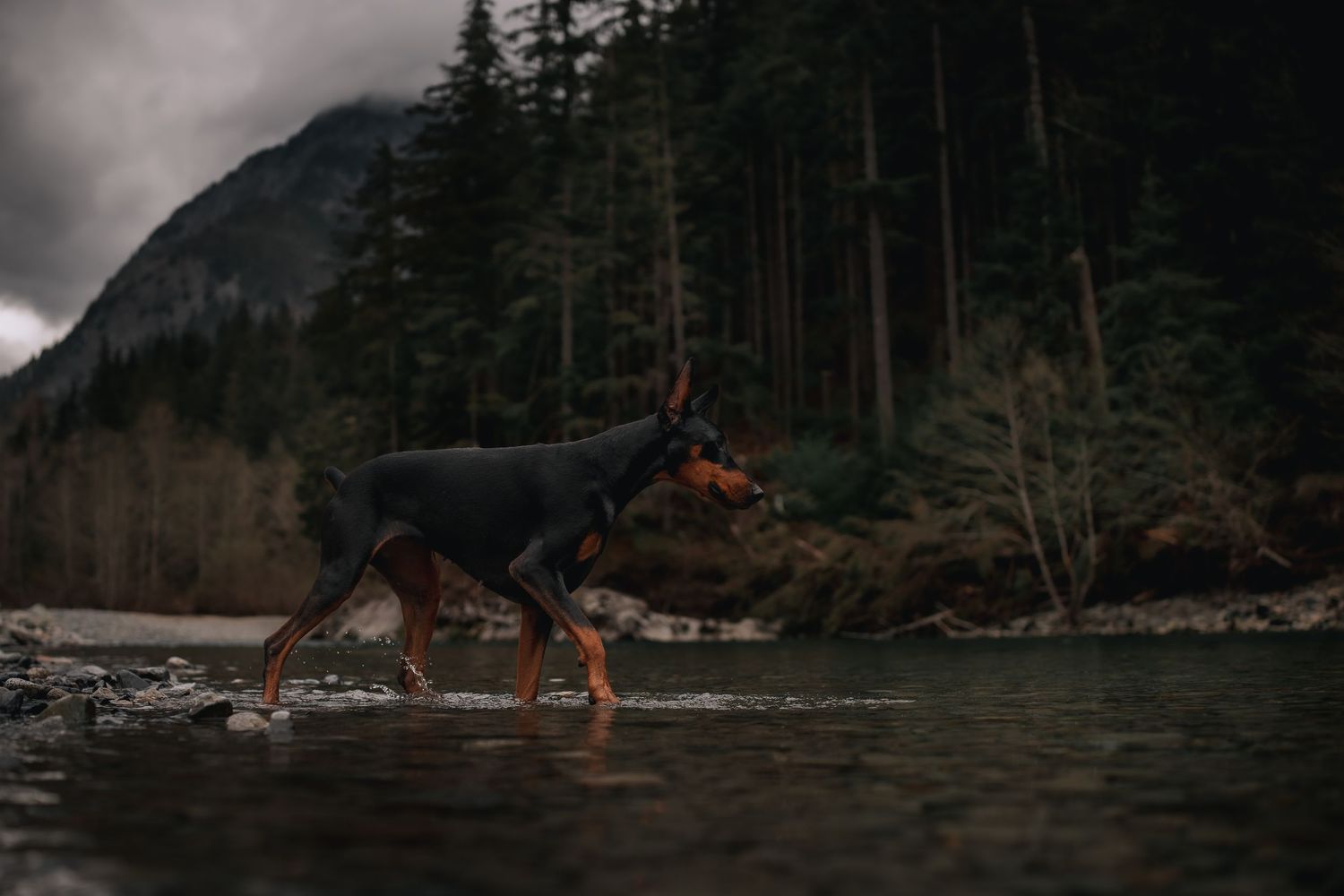 Doberman in moody PNW. Washington dog photographer. Seattle dog