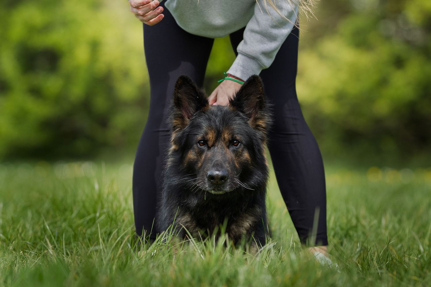 dog photography