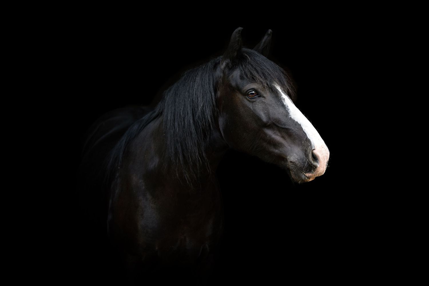 horse photography