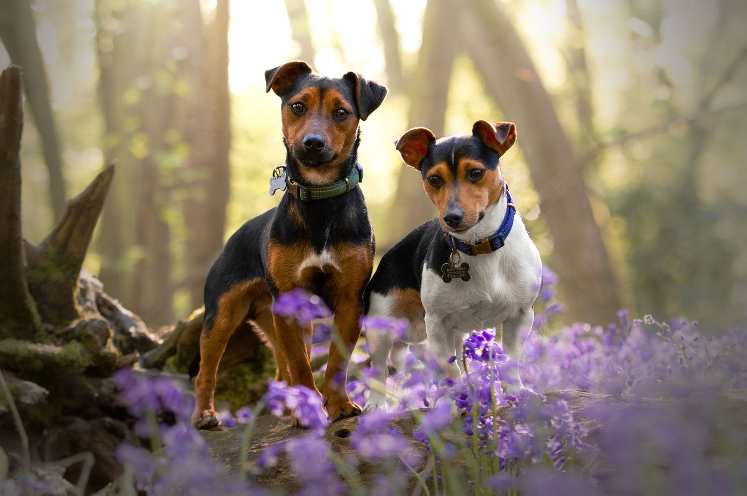 dog photography