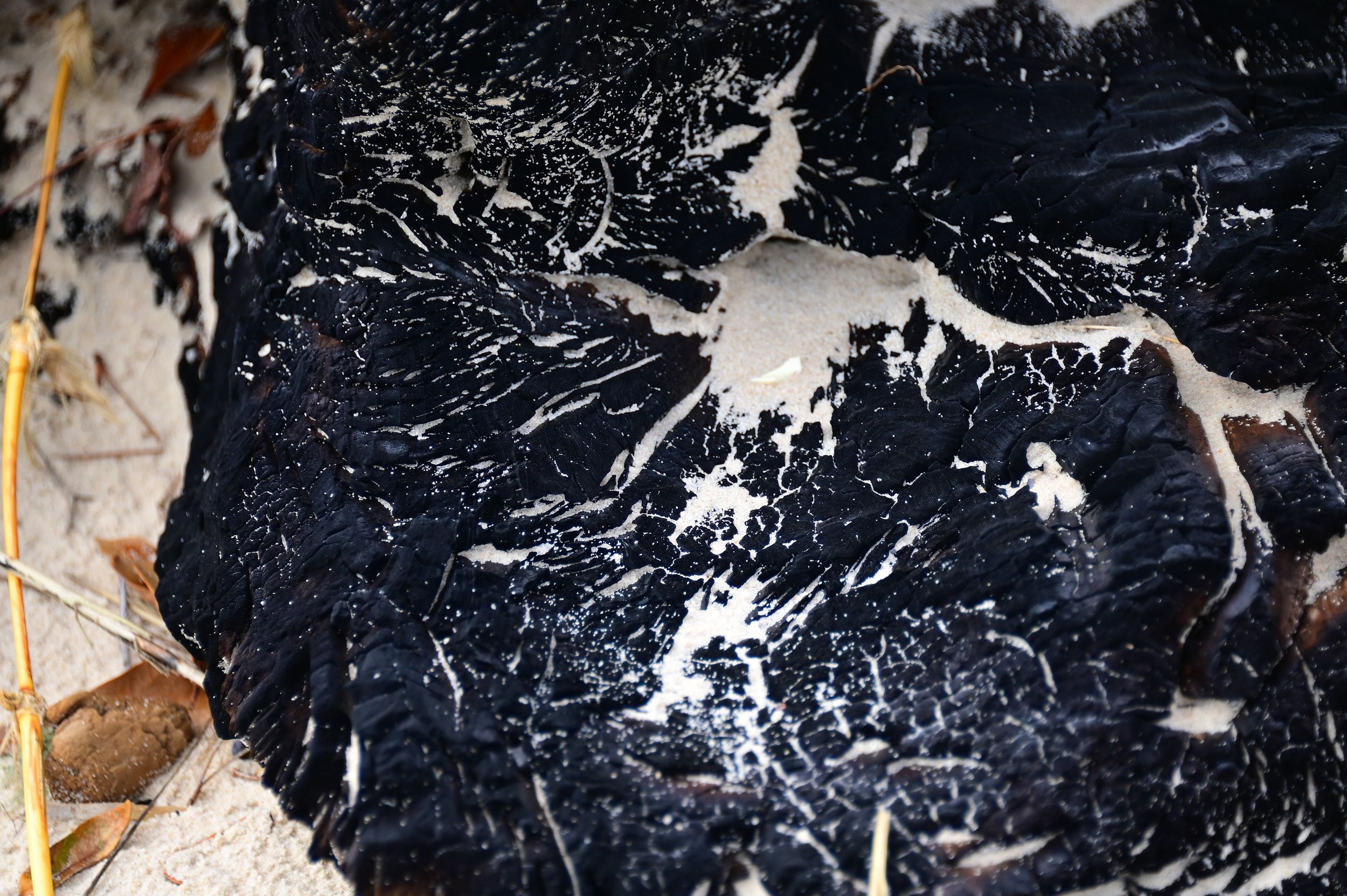 Charred driftwood with white sand patterns on Gulf Coast Mississippi beach