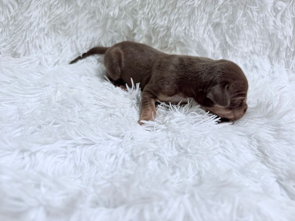 Tiny newborn brown puppy sleeping on a fluffy white blanket, eyes still closed in early days of life.