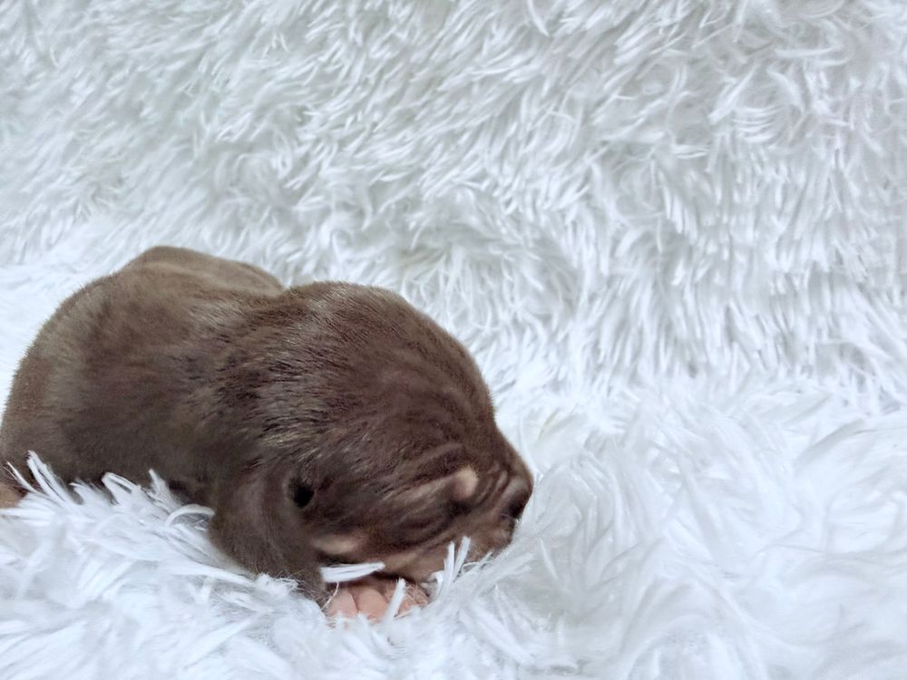 Newborn chocolate puppy sleeping on a fluffy white blanket, eyes closed, tiny and adorable.