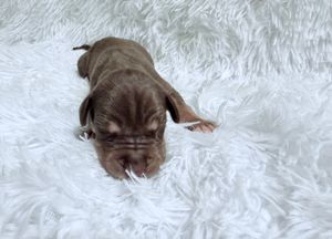 Tiny brown puppy lying on a fluffy white rug, newborn dog with eyes closed resting peacefully.