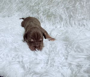 A tiny brown puppy lying on a fluffy white shag rug, viewed from above.