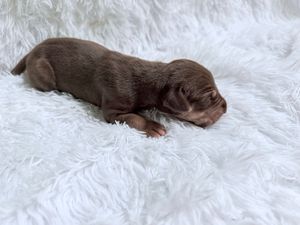 Tiny newborn chocolate brown puppy sleeping peacefully on a fluffy white blanket.
