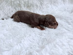 Tiny newborn chocolate brown puppy sleeping peacefully on a soft white fluffy blanket.