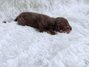Tiny newborn chocolate brown puppy sleeping peacefully on a fluffy white blanket.