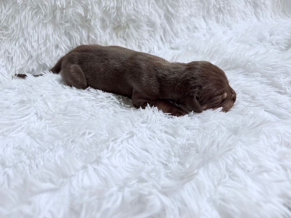 Tiny newborn chocolate puppy sleeping peacefully on a soft white fluffy blanket.
