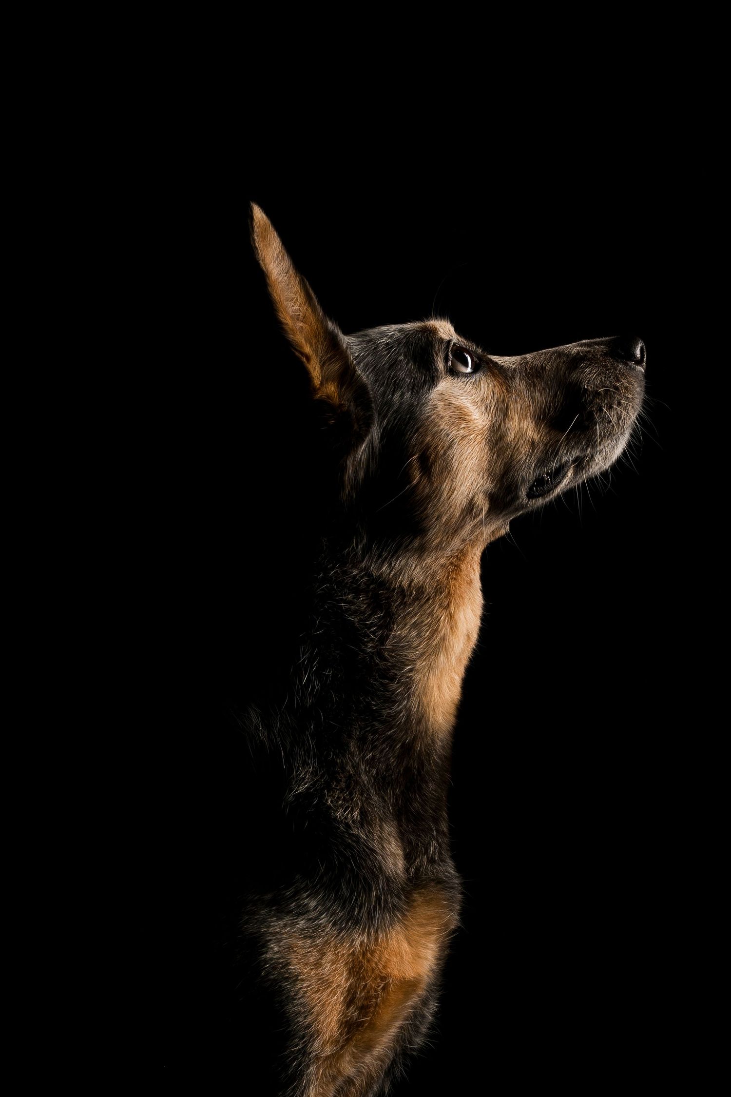 A striking australian cattle dog gazes upward against a dark background.