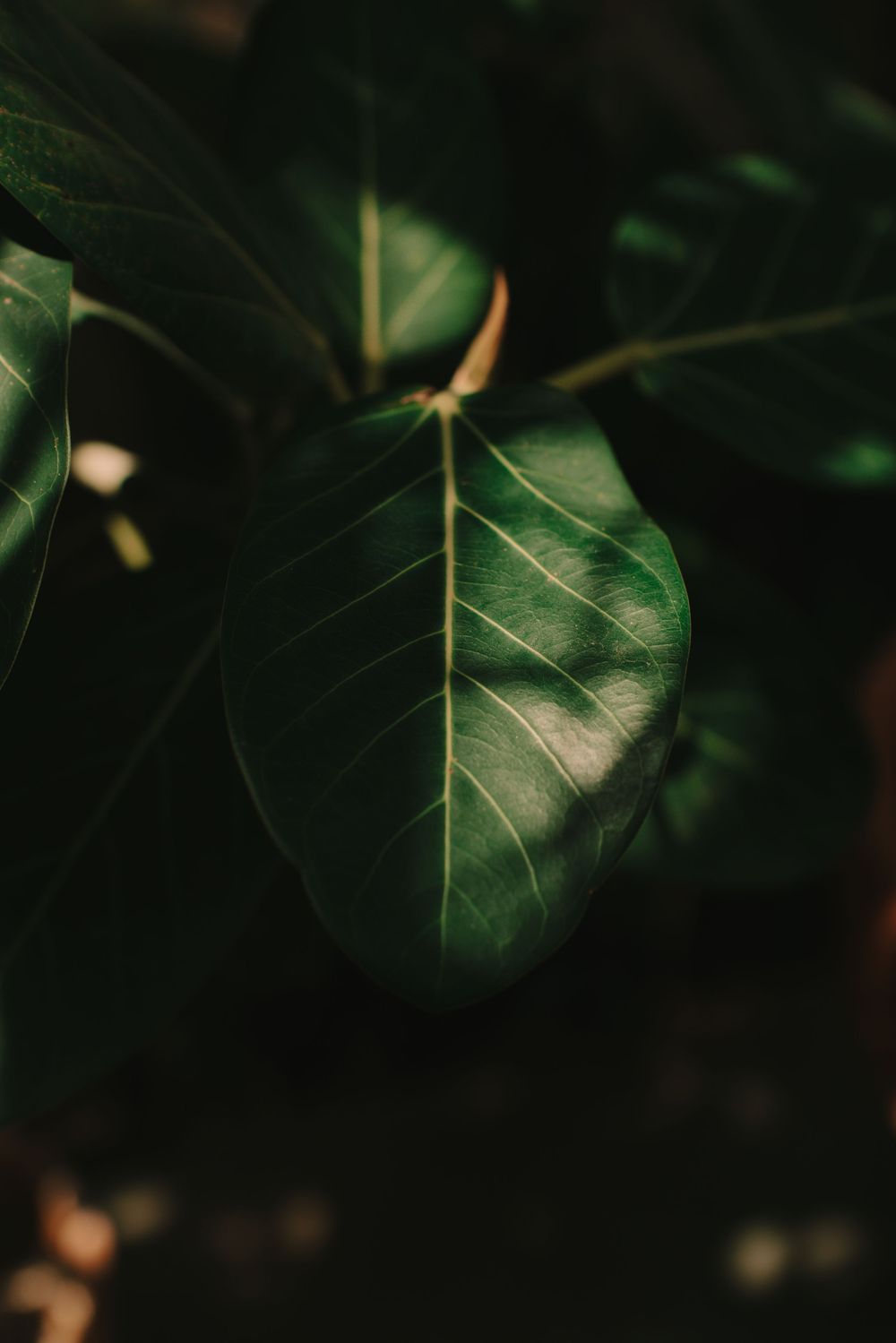 Cinematic plant photography
Providence, Rhode Island