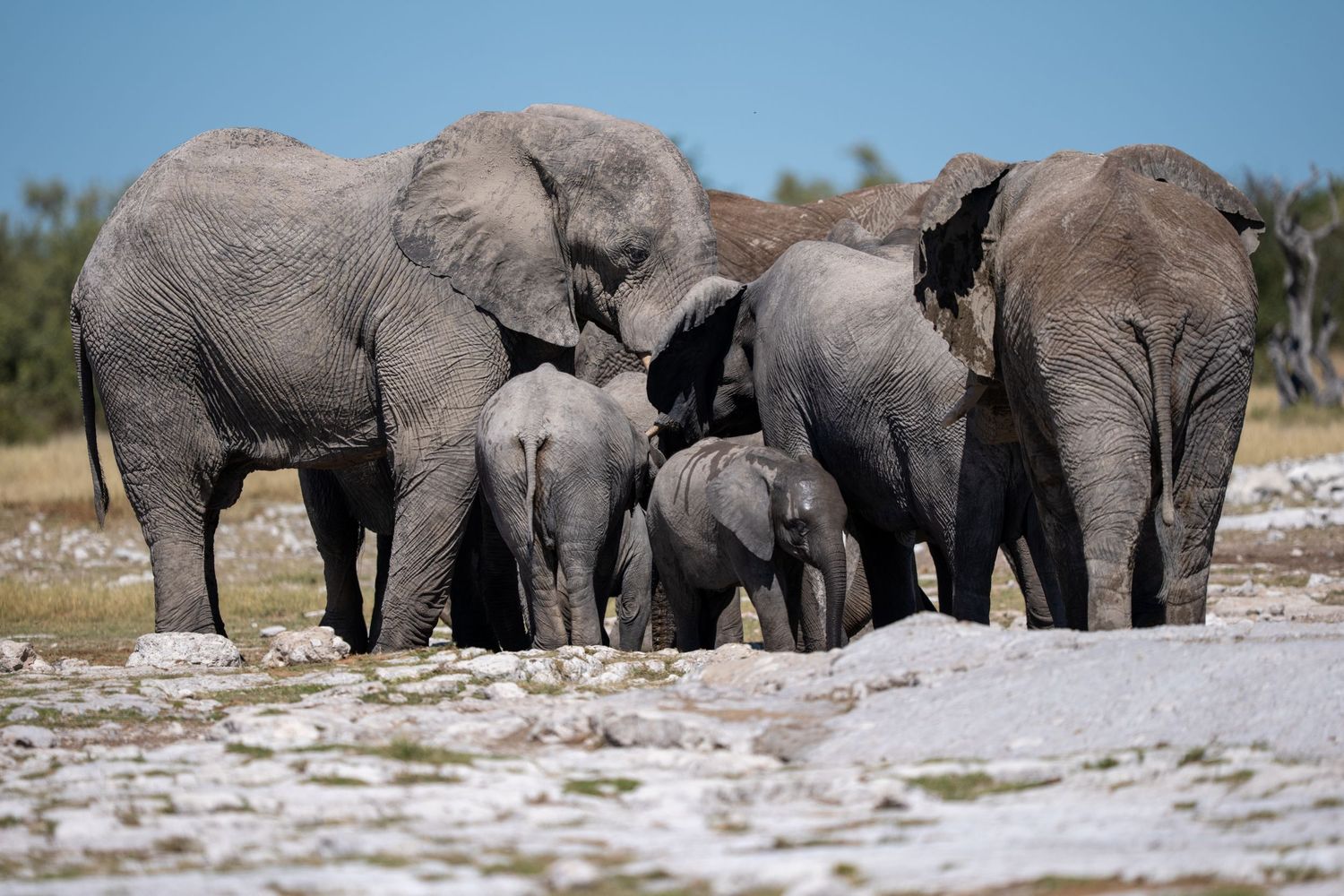 A herd of African elephants, including baby calves, gathered together at a watering hole in a dry savanna landscape.