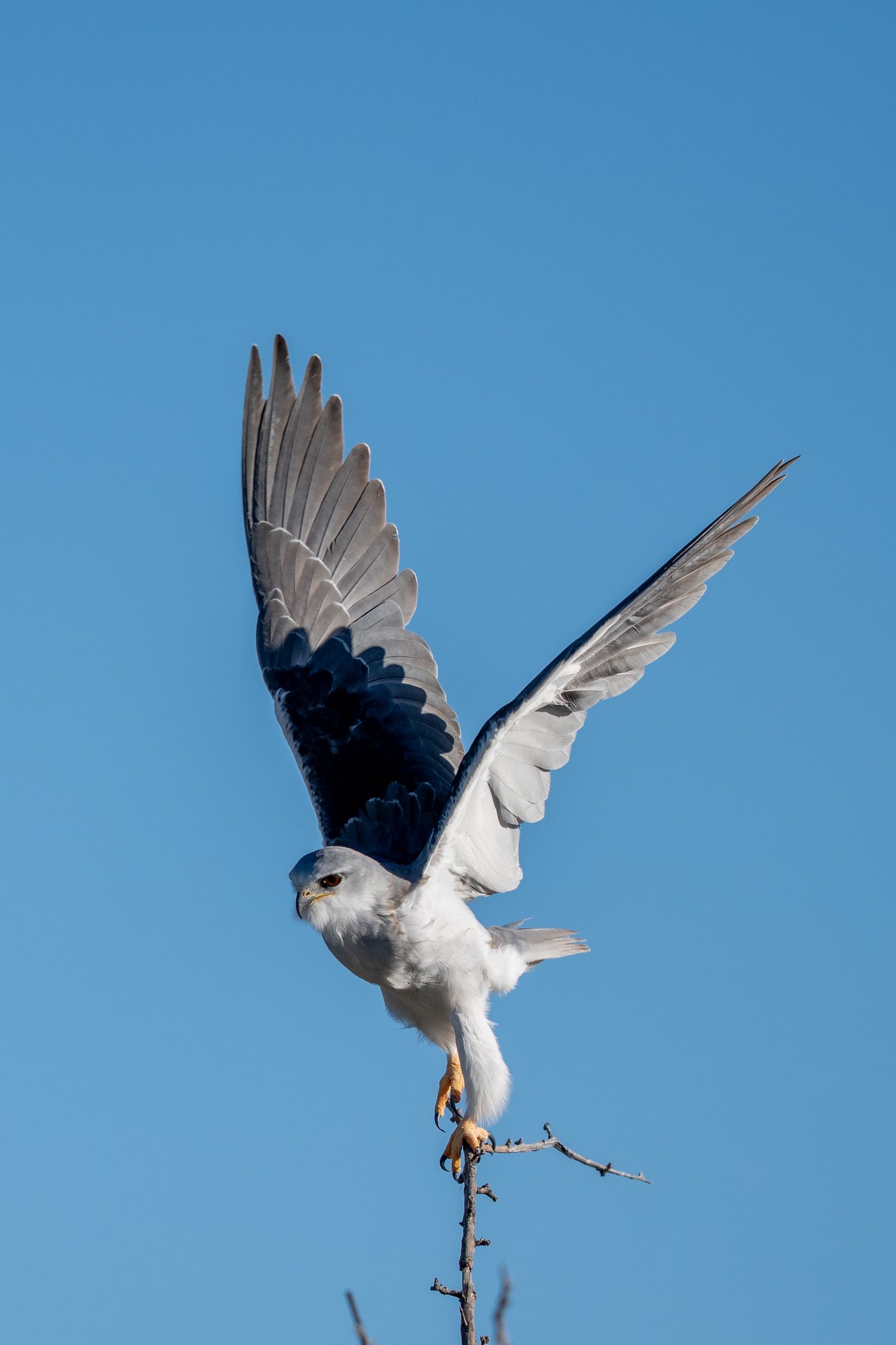 White-tailed kite perched on bare branch tip with wings raised against clear blue sky.
