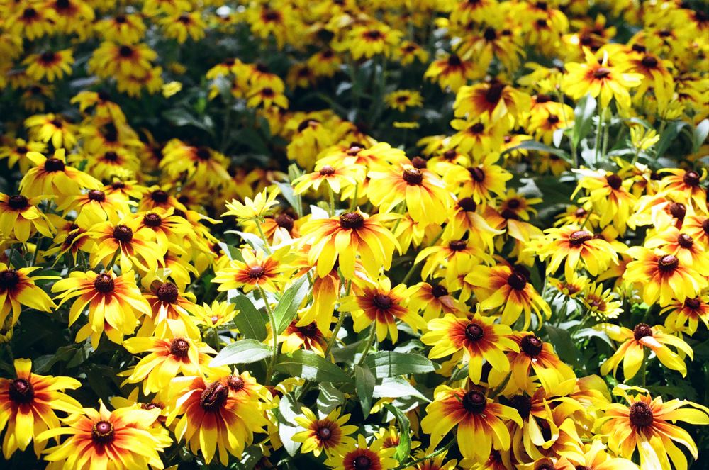 A vibrant field of yellow black-eyed Susan flowers blooming in full sun, creating a dense carpet of golden blossoms.