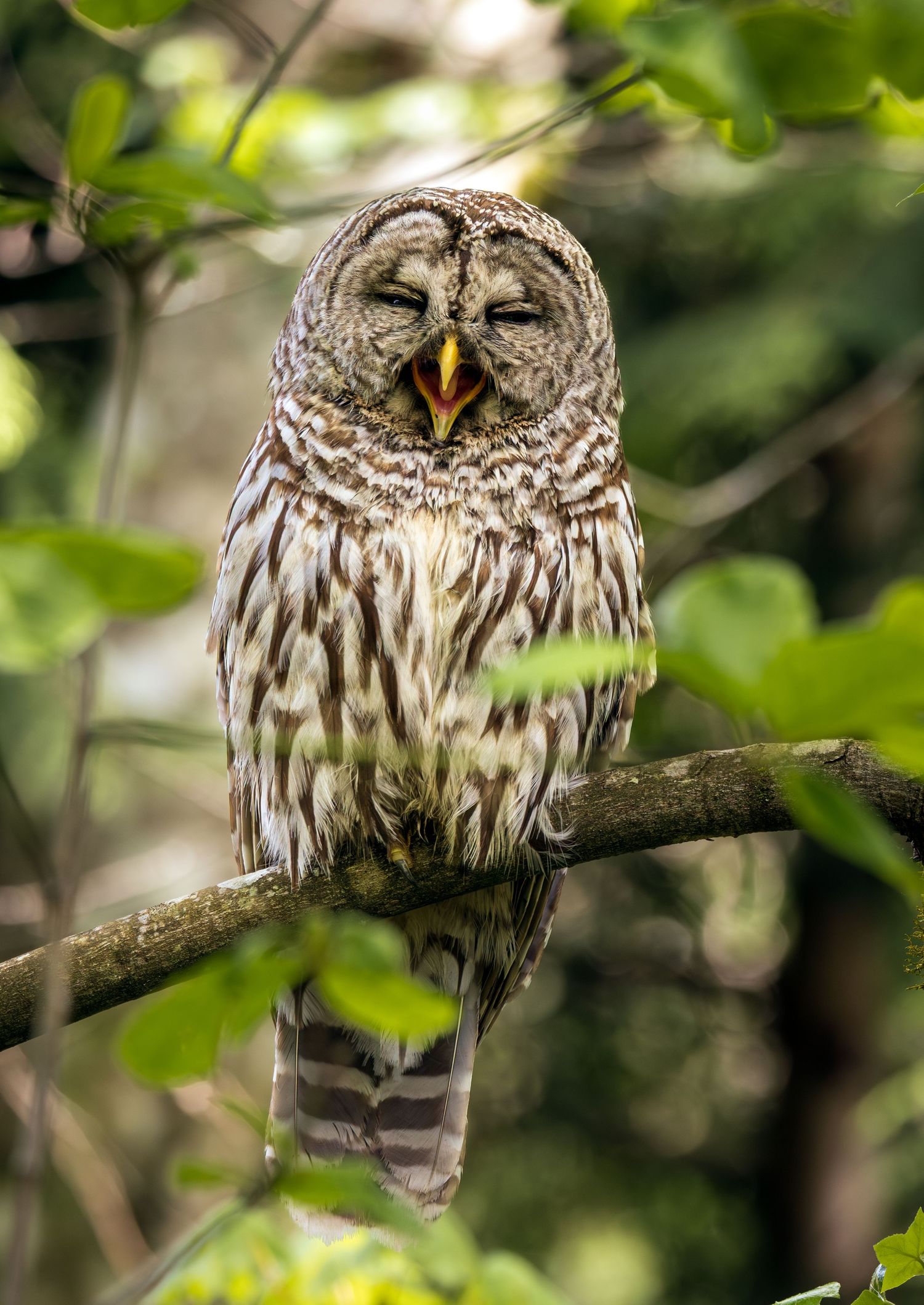 A happy barred owl posing for a photo
