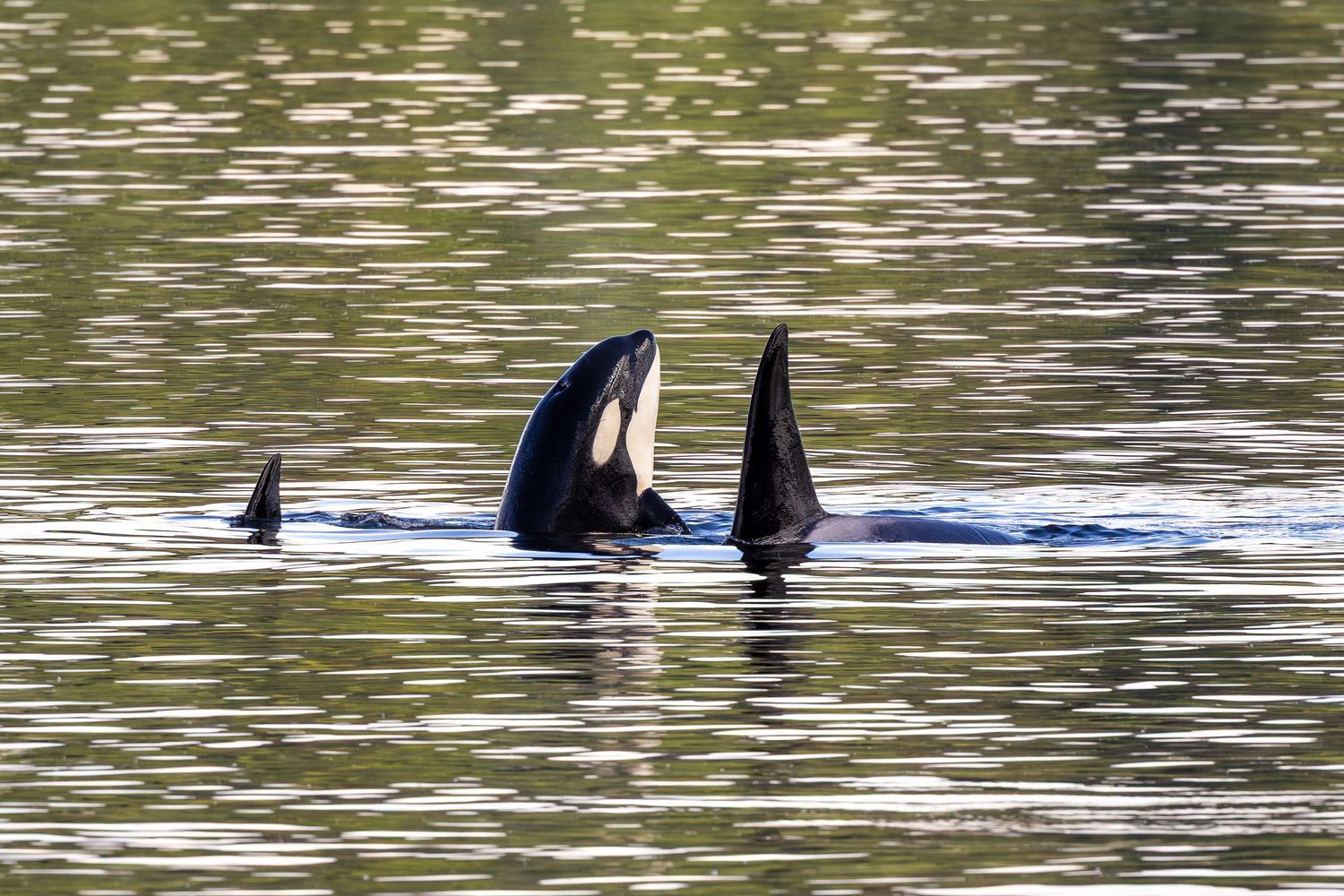 Transient orcas T99's surfacing near Vashon Island, Washington