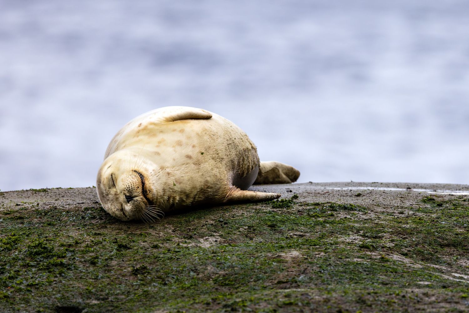 A sleeping harbor seal in Tacoma, Washington
