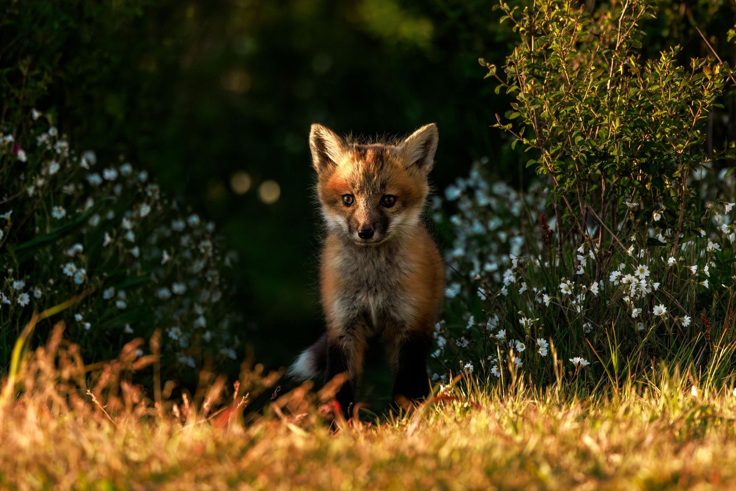 A red fox kit emerges from the den at sunset in Washington