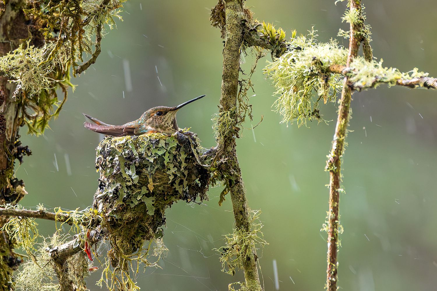Rufous hummingbird protects her nest during a quick rainstorm