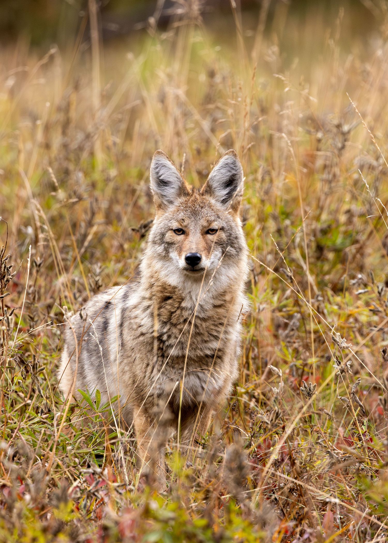 A coyote hunting in a field near Mt Rainier in Mt Rainier National Park in Washington