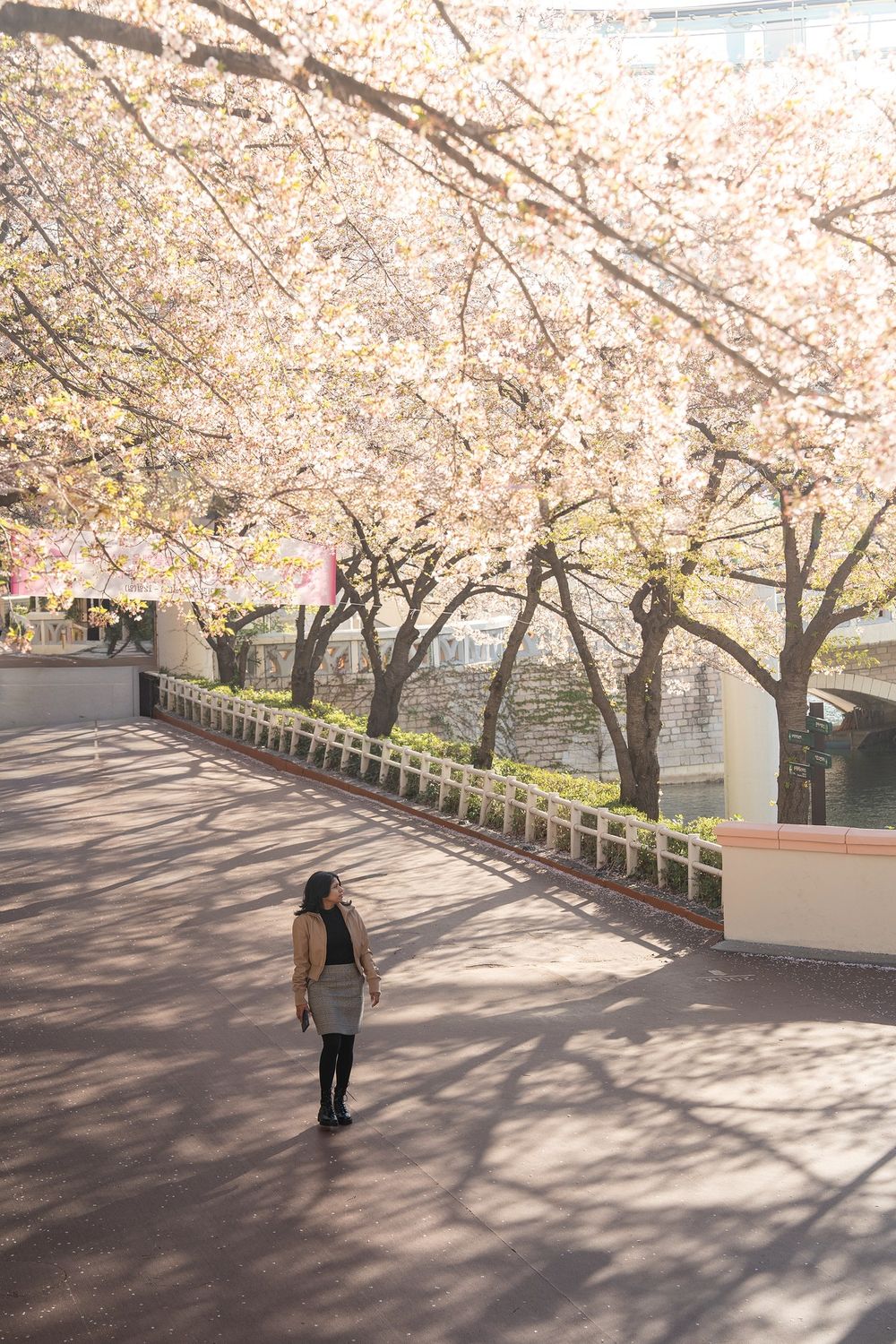 Woman strolling under blooming cherry blossom trees along a scenic riverside path in Japan during spring.